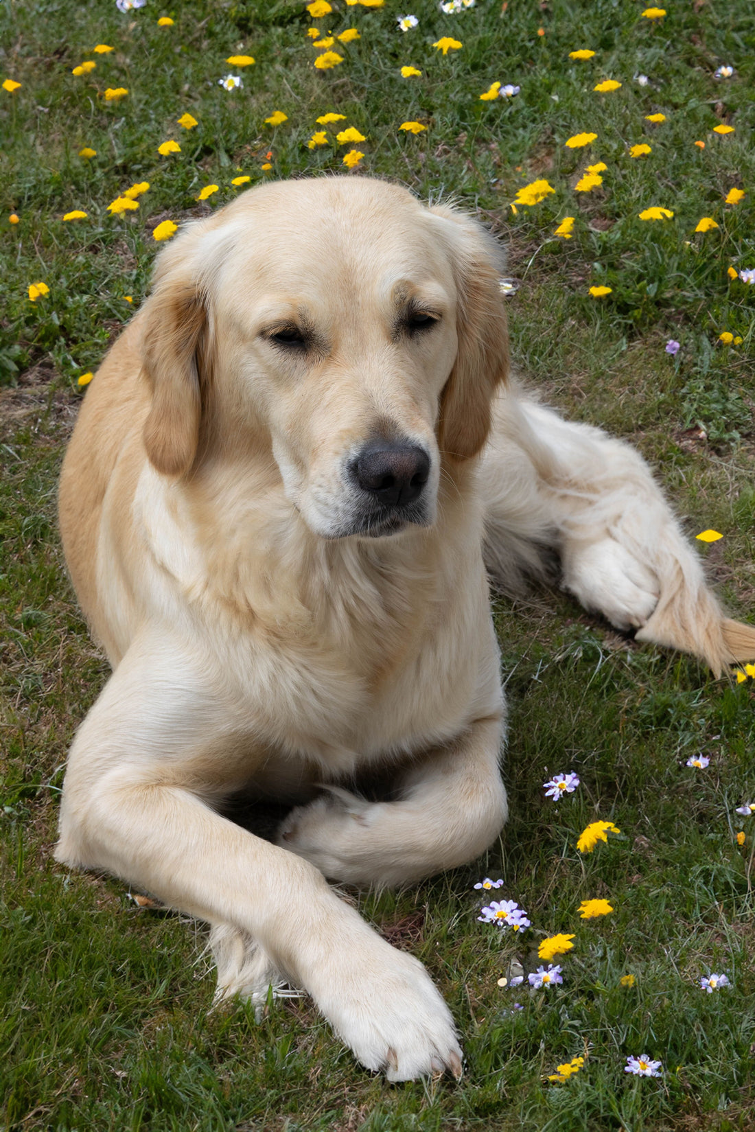 Golden Retriever richtig pflegen: Schritt-für-Schritt Anleitung