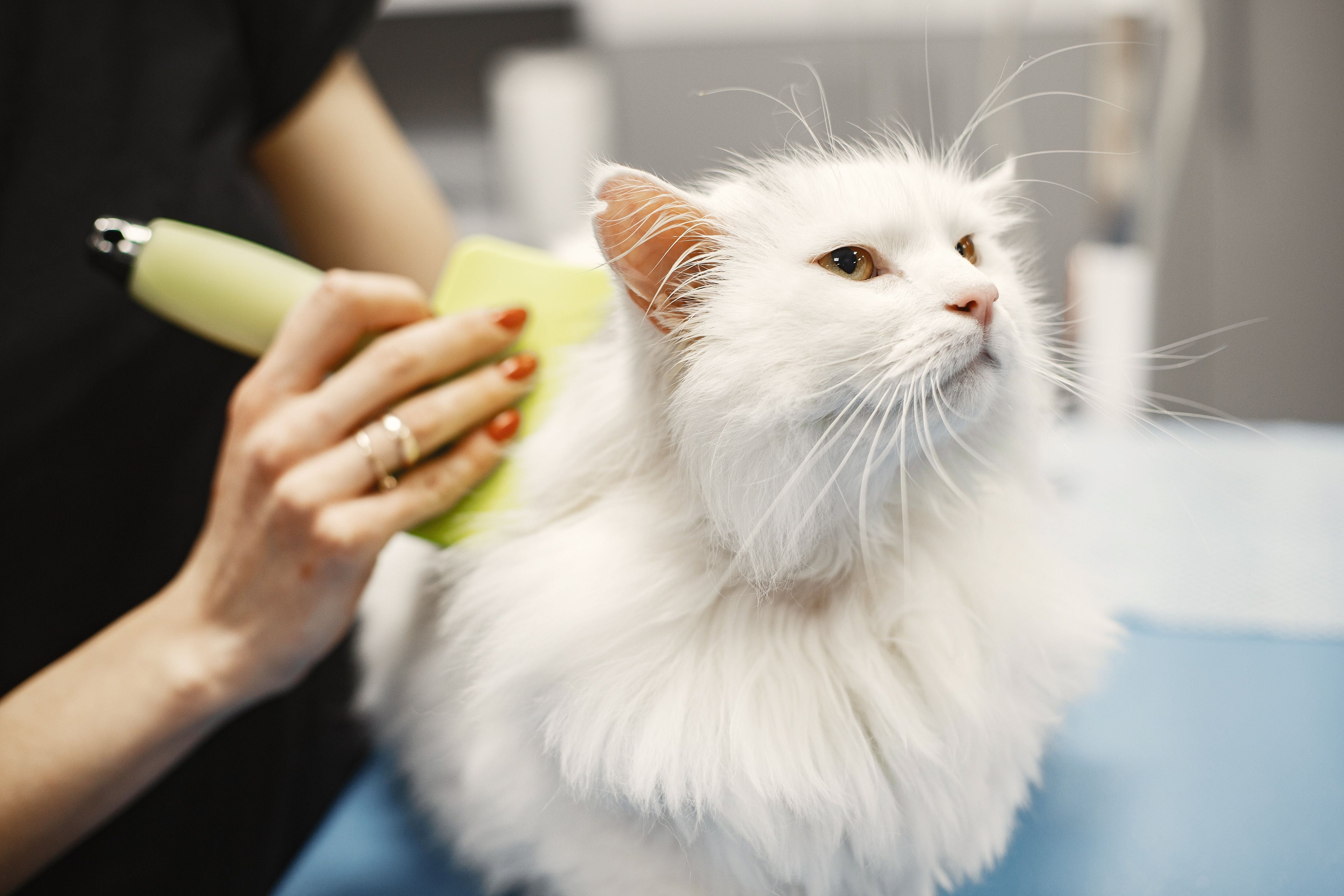 Die 5 häufigsten Fehler bei der Katzenpflege