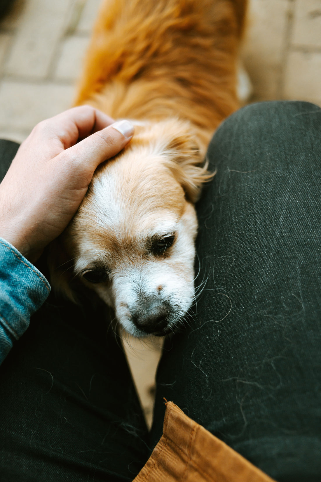 Haarausfall beim Hund: Ursachen & was wirklich hilft